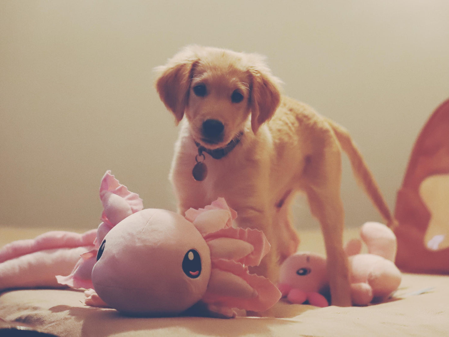 Weighted Realistic Axolotl Plush - Recycled Plastic, 1.8kg